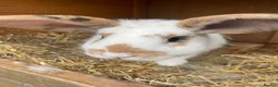 Mixed Breed rabbits for sale: 6 month old Male Mixed Lop - Advert 1