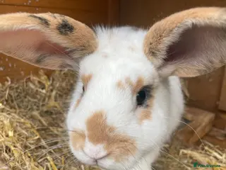 Mixed Breed rabbits 6 month old Male Mixed Lop - Advert 1