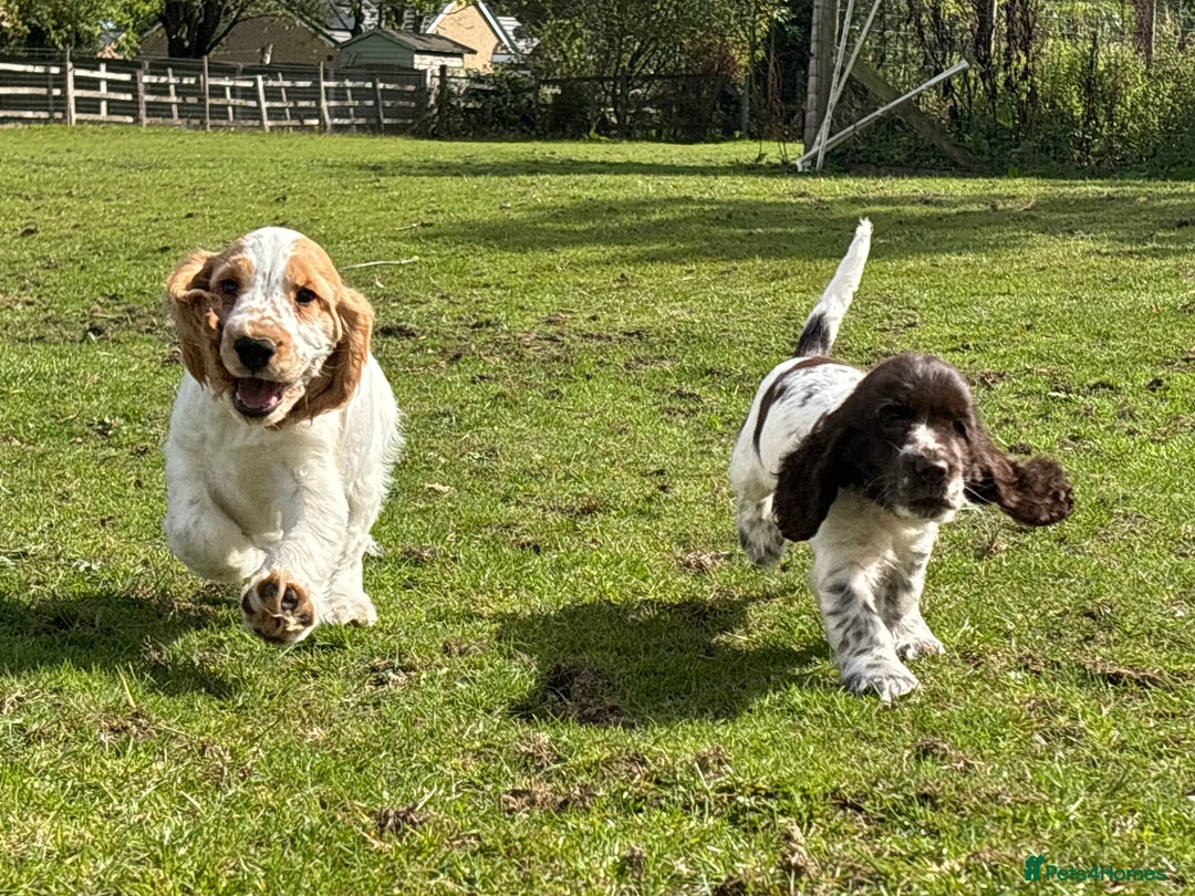 Cocker Spaniel dogs for sale: Ready Now! KC Show Type Cocker Spaniel Pups  - Image 32