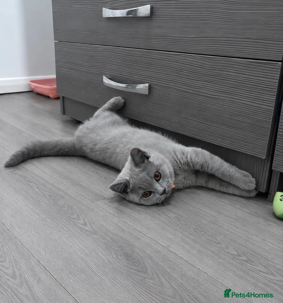 British Shorthair cats for sale: Champion Line MALE British Shorthair🏆 - Advert 7