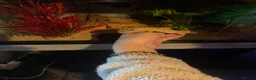 Leopard Gecko reptiles for sale: Female Leopard Gecko in Nottingham - Advert 1