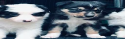 Border Collie dogs for sale: Beautiful Border Collie Puppies Classic Tricolour - Advert 14