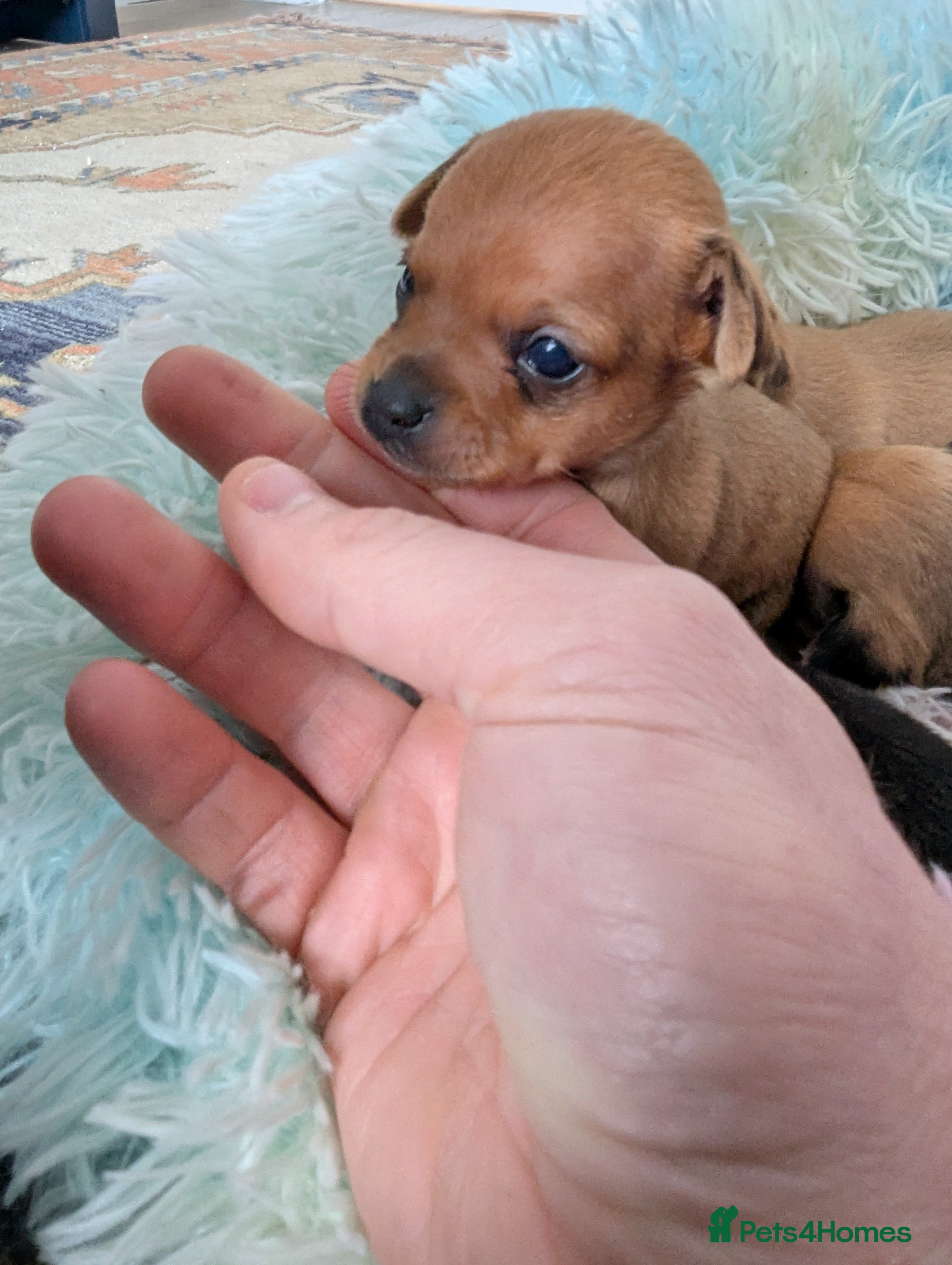 Mixed Breed dogs Adorable Tiny Chipin, Chihuahua x Pinscher boys,  - Advert 2