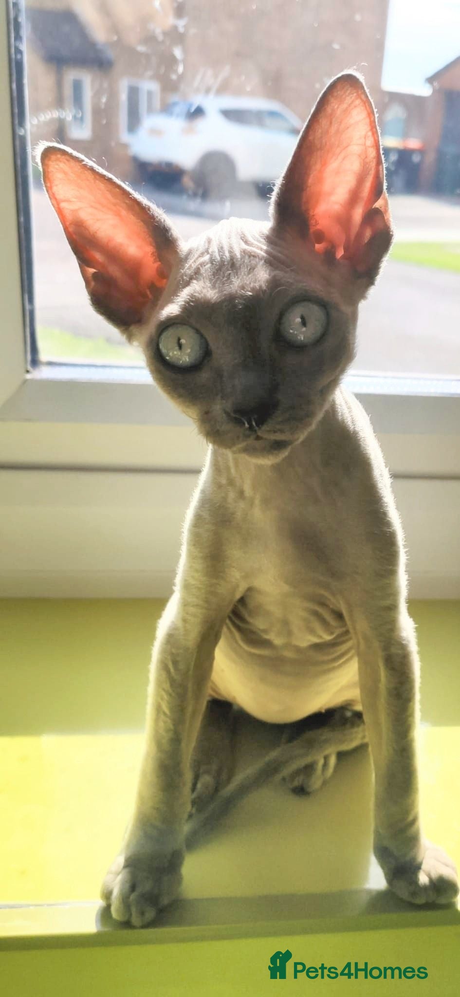Sphynx cats *LAST ONE* Gorgeous Sphynx Girl - 12 Weeks Old - Advert 2