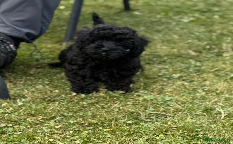 Toy Poodle dogs - Advert 4