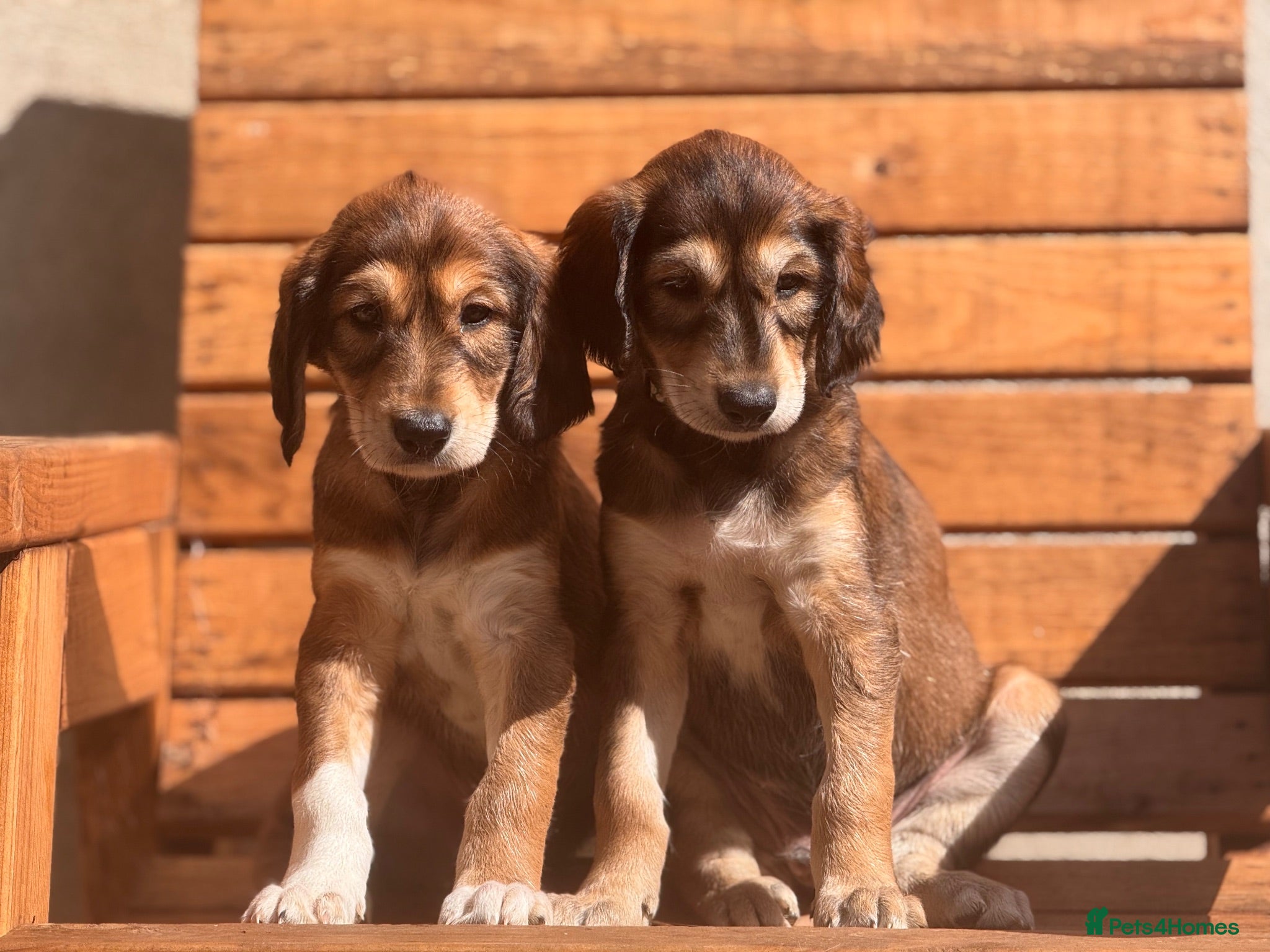 Saluki dogs KC male saluki puppies  - Advert 6