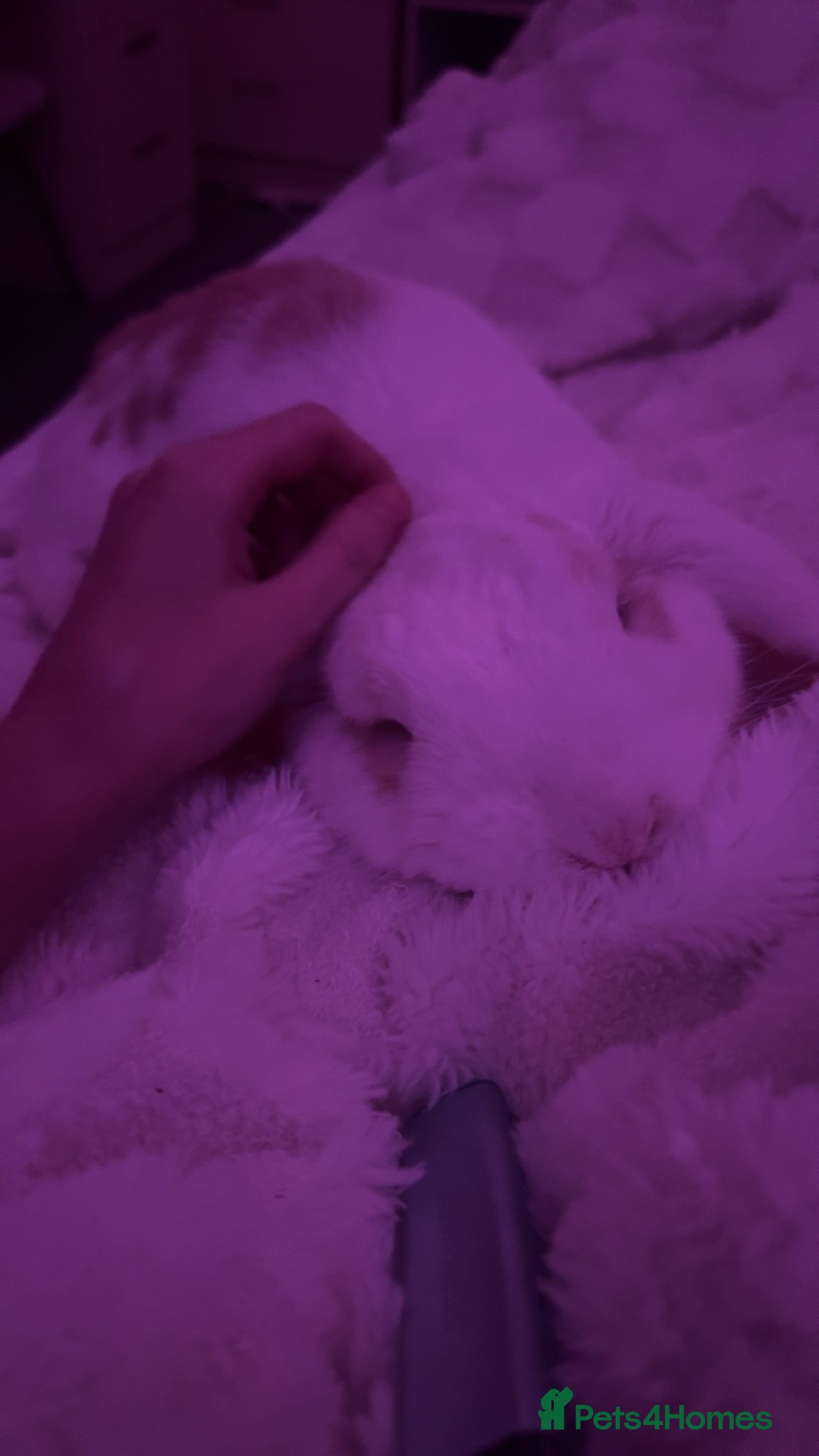 English Lop rabbits rabbit for sale - Advert 2