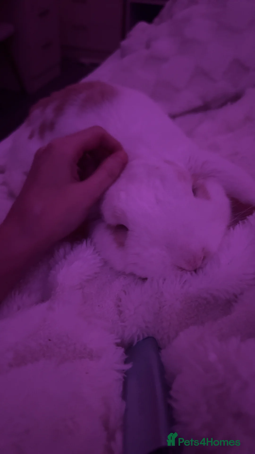 English Lop rabbits for sale: rabbit for sale - Advert 1