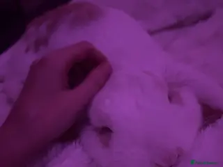 English Lop rabbits rabbit for sale - Advert 2