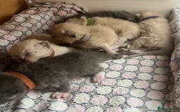 Ragdoll cats for sale: Ragdoll X Sphynx kittens  - Image 2