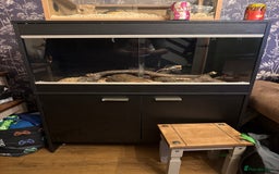 Bearded Dragon reptiles for sale: Bearded dragon and candy cane corn snake  - Image 5