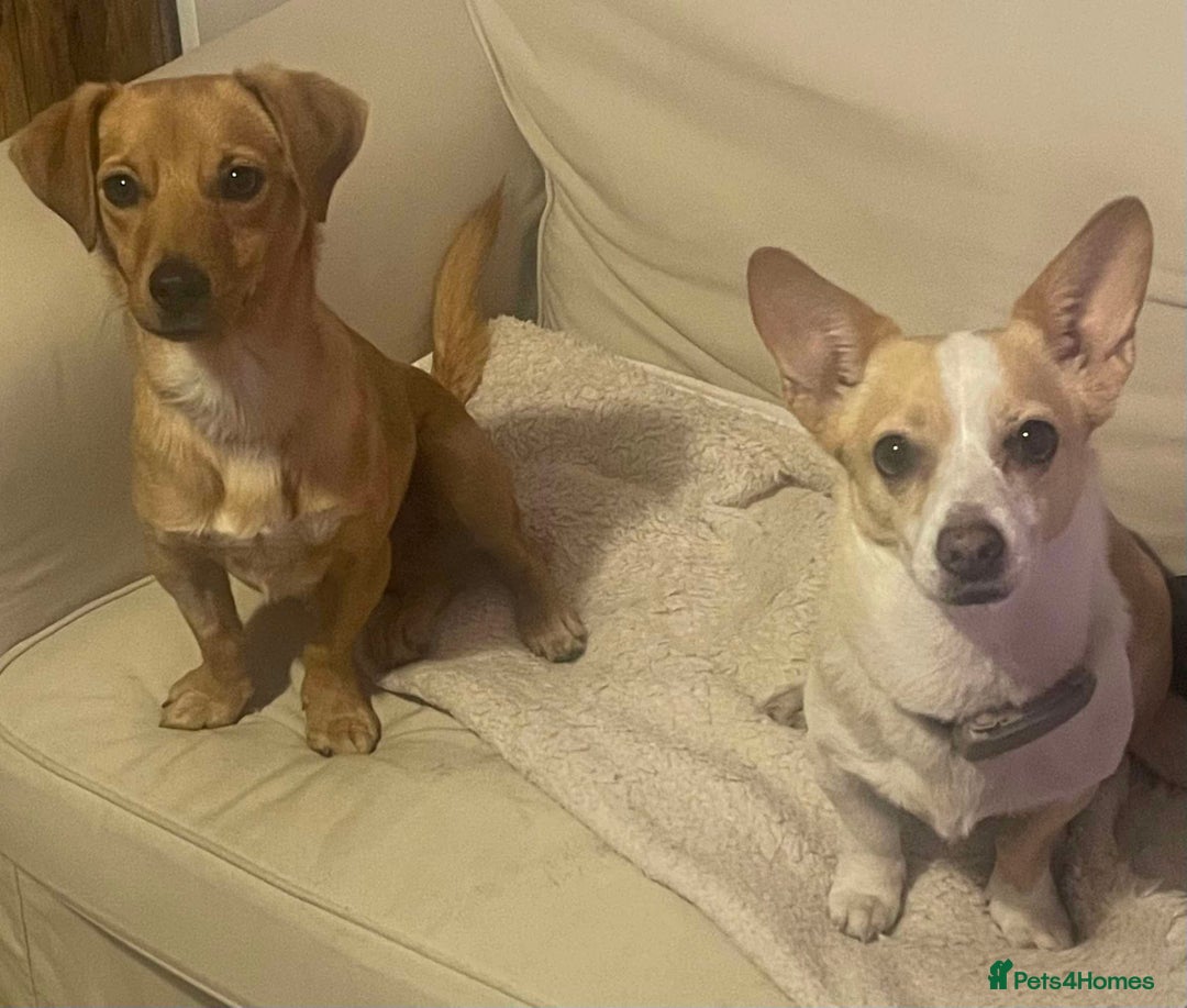 Mixed Breed dogs for adoption: Jeffrey Still smiling.Still waiting for his people - Advert 14