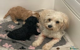 Cavapoochon dogs for sale: Outstanding Cavapoochon Boy Now Available  - Image 9