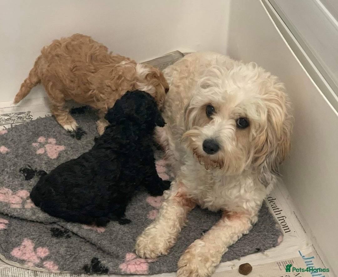 Cavapoochon dogs for sale: Outstanding Cavapoochon Boy Now Available  - Image 9
