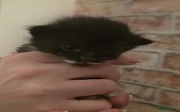 Mixed Breed cats for sale: Last two boys left! - Image 11