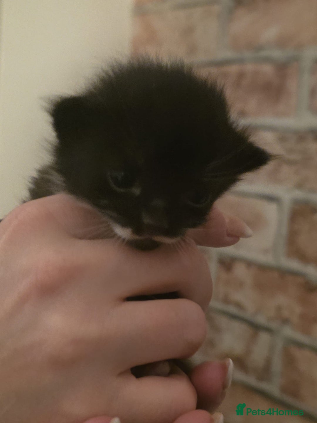 Mixed Breed cats for sale: Last two boys left! - Image 11