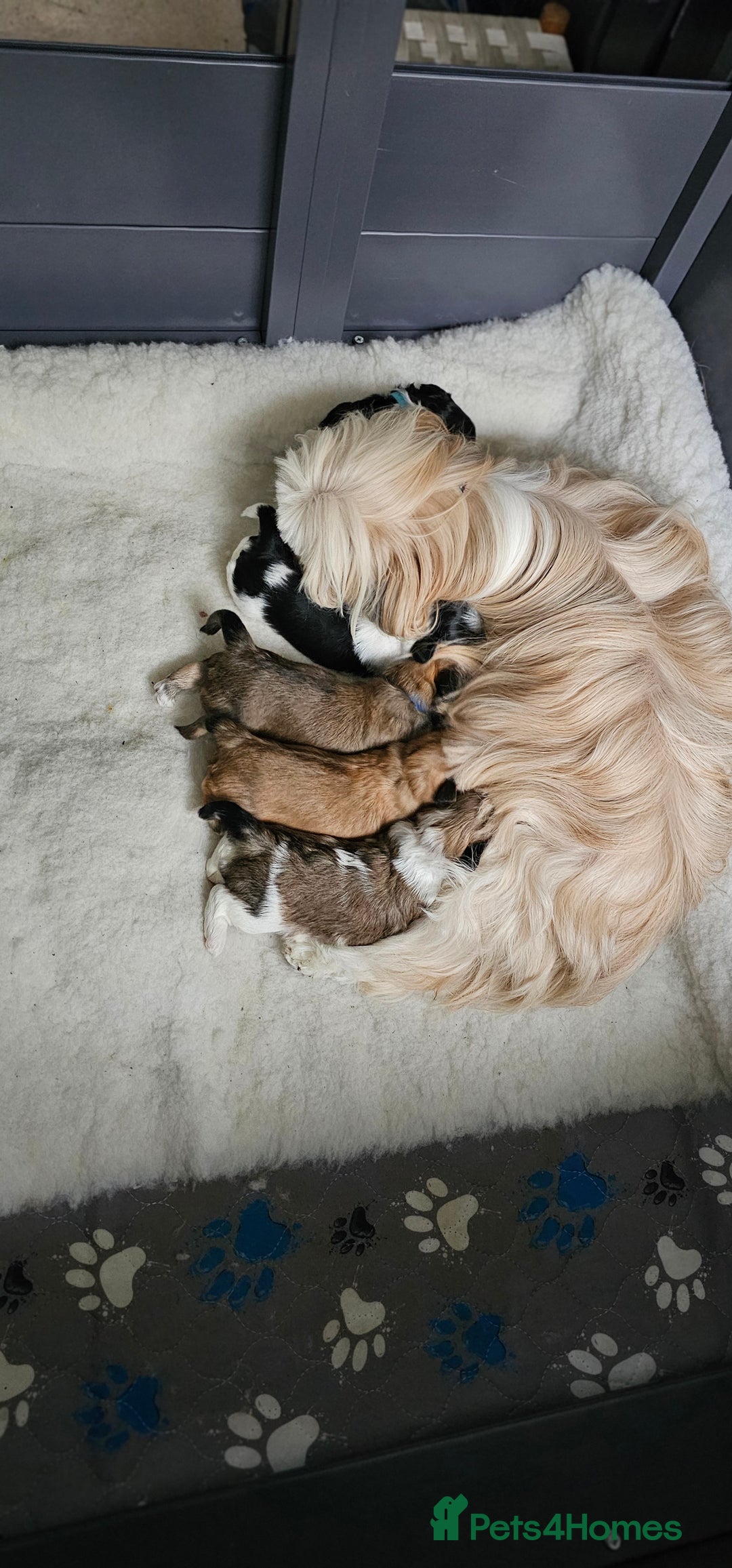 Lhasa Apso dogs for sale: Stunning pedigree Lhasa Apso Puppies - Advert 28