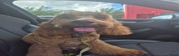 Cockapoo dogs for sale: Gourgous male cockapoo - Advert 2