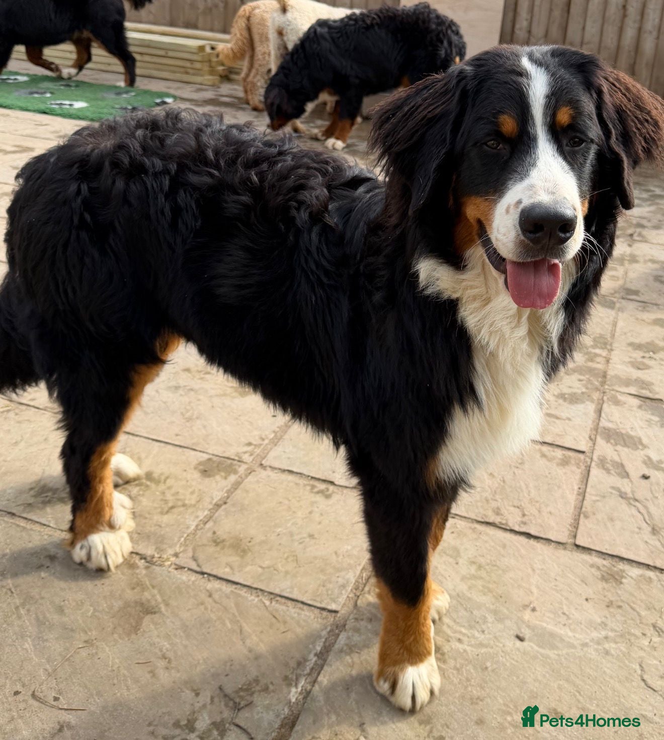 Bernese Mountain Dog dogs for sale: 💙🩵Beautiful 8 month old BMD boy💙🩵  - Advert 1