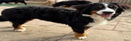 Bernese Mountain Dog dogs for sale: 💙🩵Beautiful 8 month old BMD boy💙🩵  - Advert 1