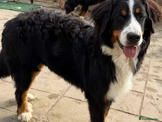 Bernese Mountain Dog dogs for sale: 💙🩵Beautiful 8 month old BMD boy💙🩵 - Advert 1