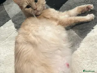 Mixed Breed cats 🐾Triple the Purrs, Triple the Love🐾 - Advert 1