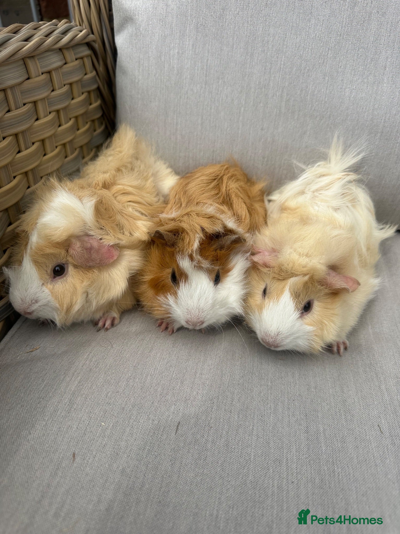 Guinea Pig rodents Very handsome baby funky haired guinea pigs. - Advert 1
