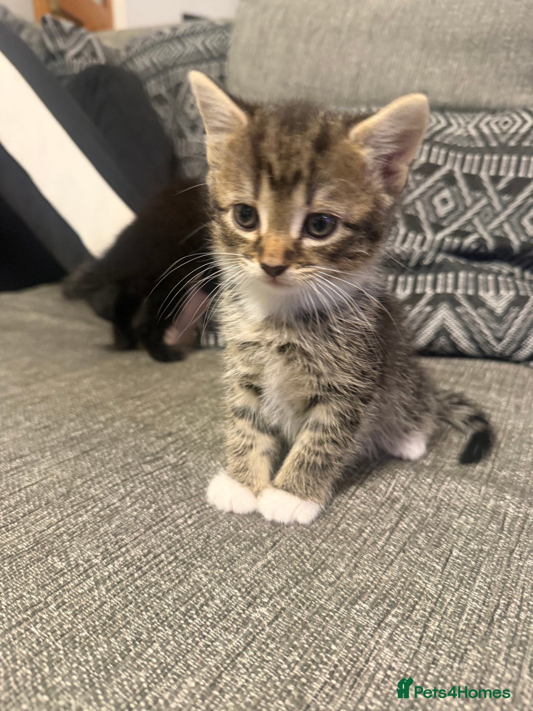 British Shorthair cats for sale: Adorable kittens  - Advert 13