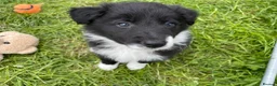 Border Collie dogs for sale: Border Collie Pups for sale  - Advert 3