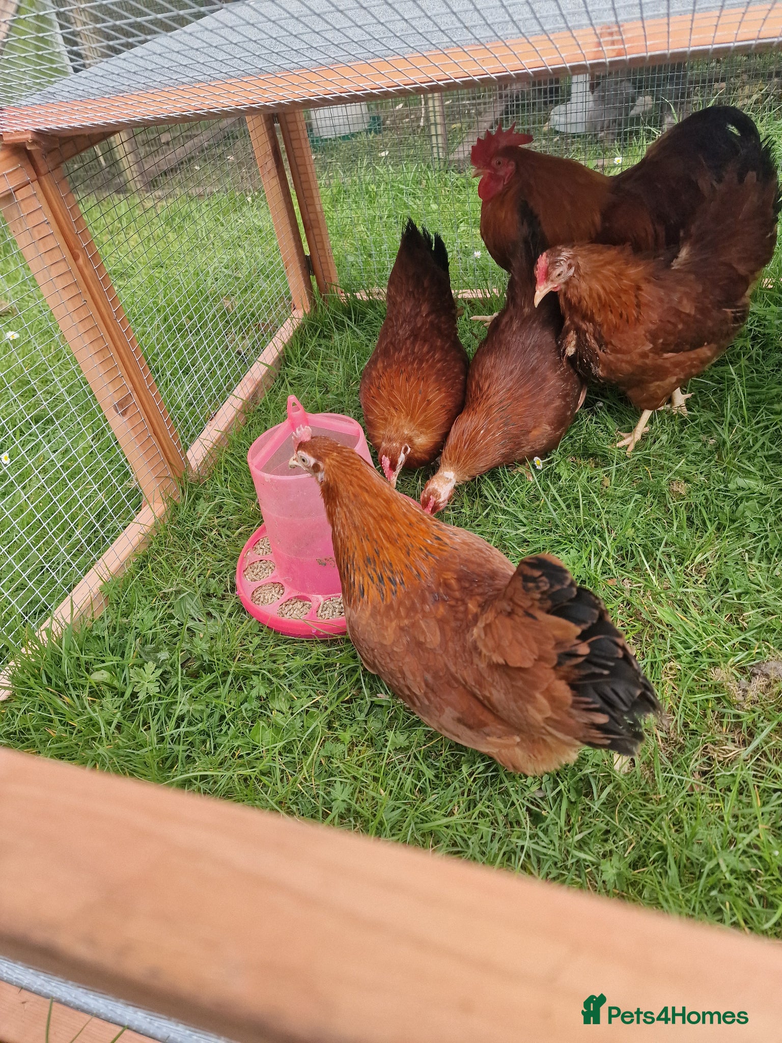 Chickens poultry for sale: Chicks for sale  - Advert 4
