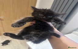 Domestic Shorthair cats for sale: Fluffy black kittens  - Image 8