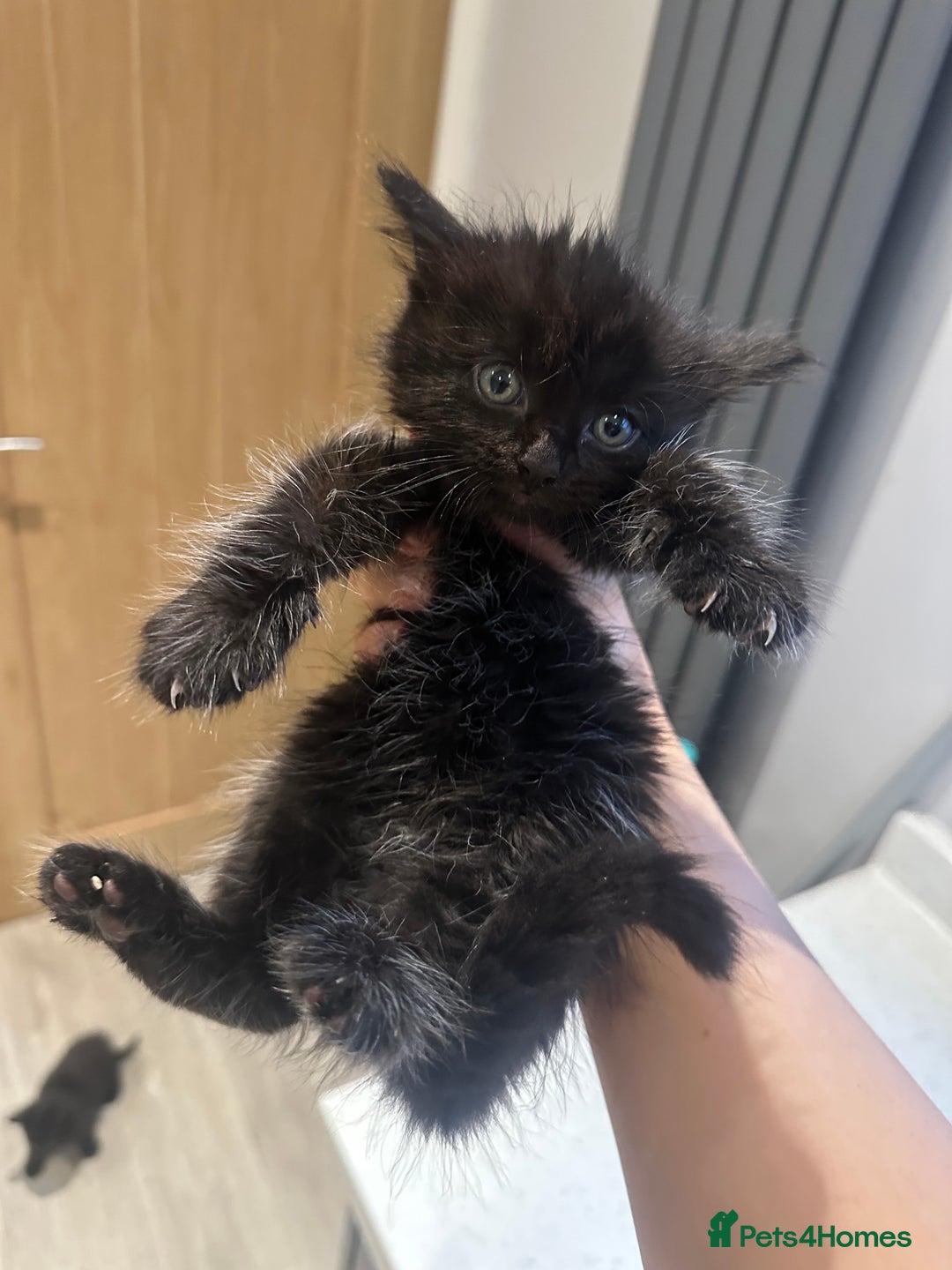 Domestic Shorthair cats for sale: Fluffy black kittens  - Image 8