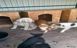 Lagotto Romagnolo dogs for adoption: Lottie - Image 3