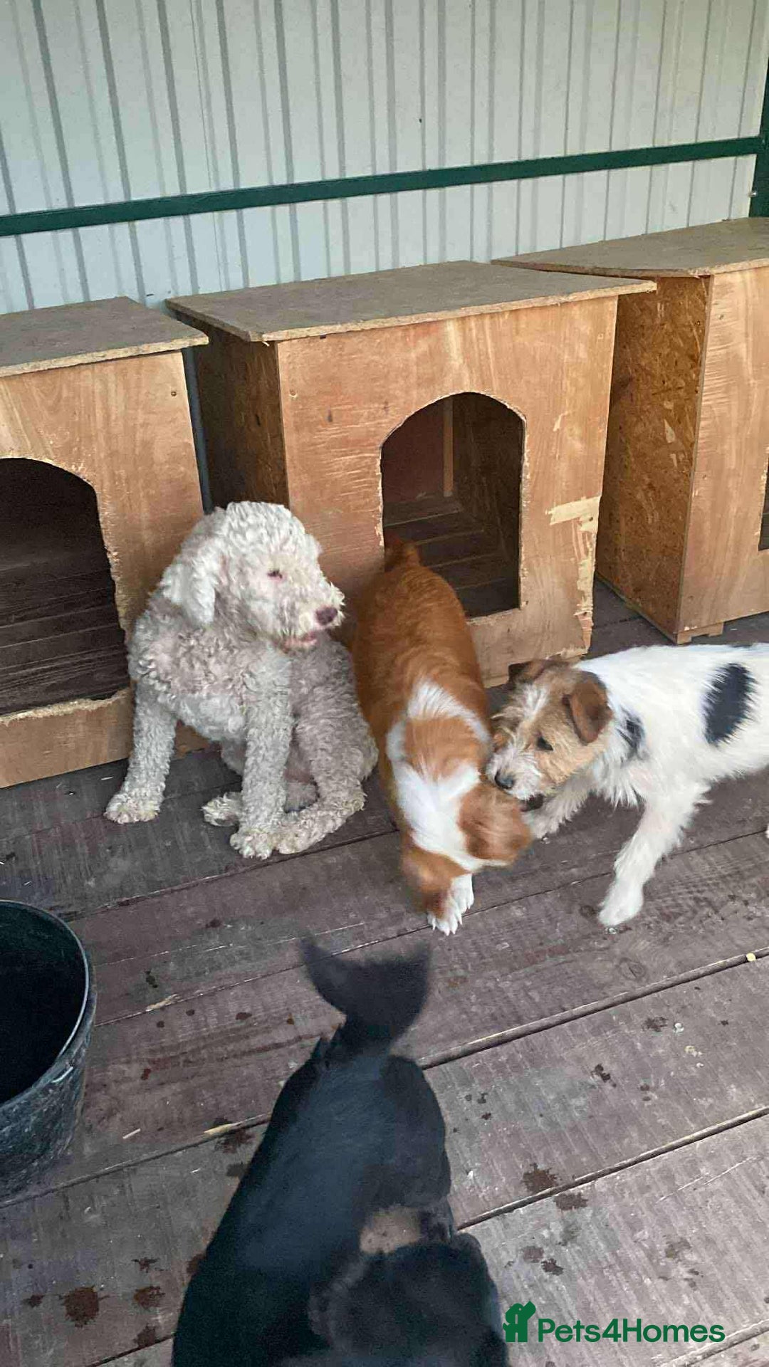 Lagotto Romagnolo dogs for adoption: Lottie - Image 3
