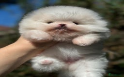 Pomeranian dogs for sale: Tiny white Pomeranian girl Russian import - Image 9
