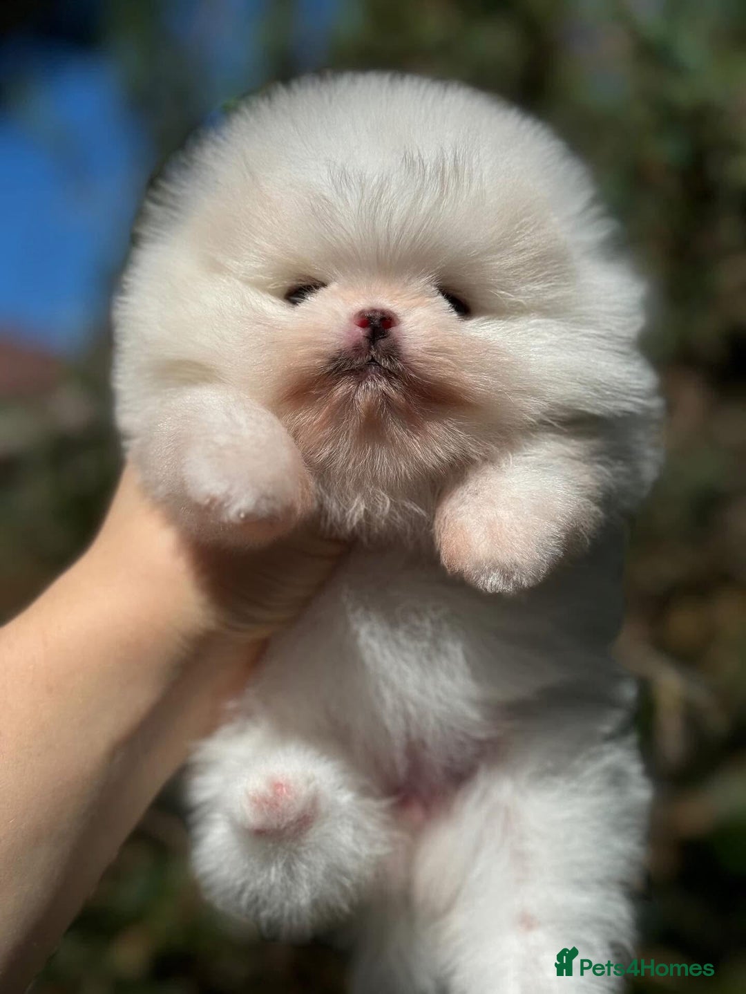 Pomeranian dogs for sale: Tiny white Pomeranian girl Russian import - Image 9