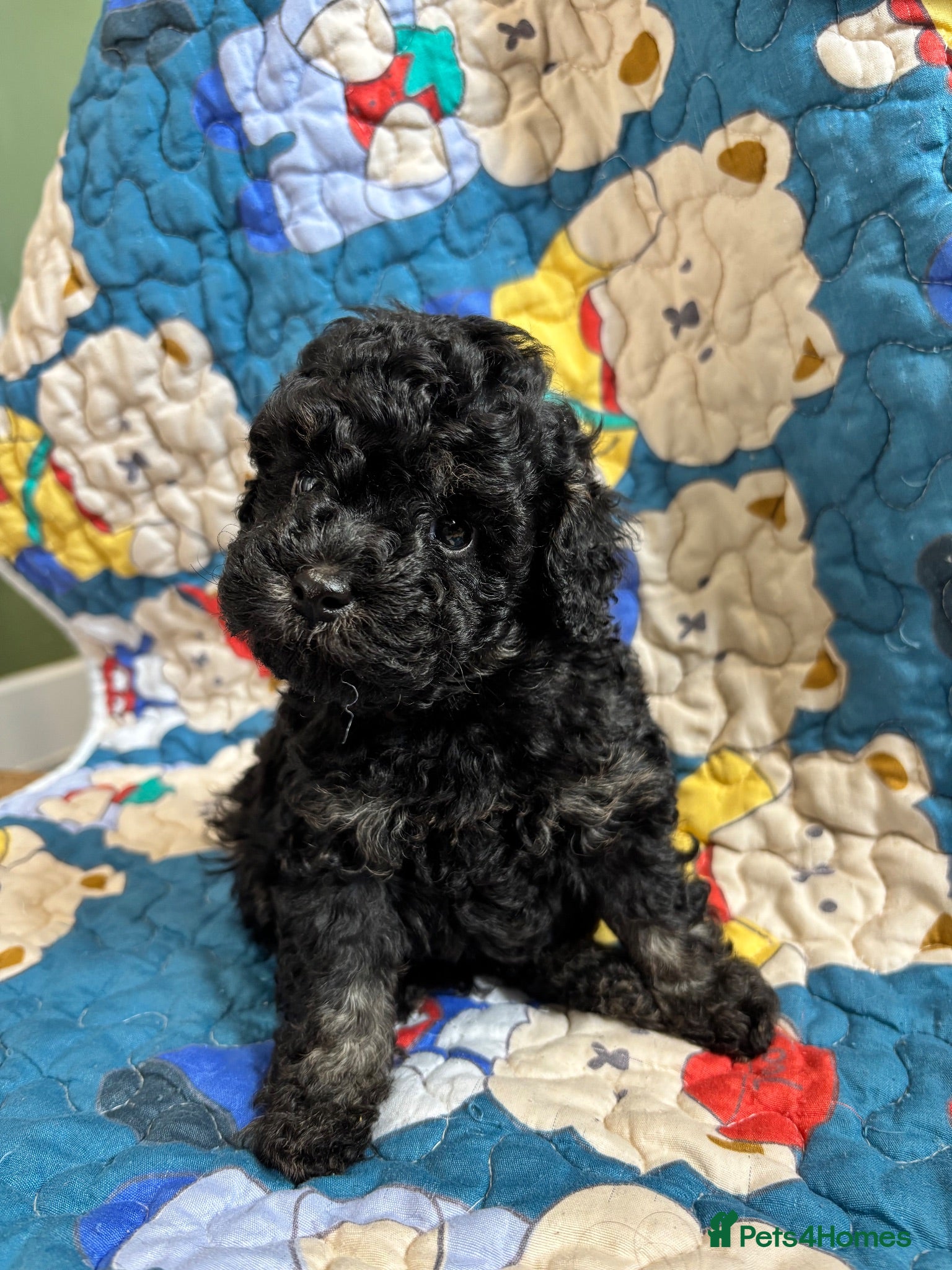 Cavapoo dogs 2 Outstanding tiny Cavapoo puppies - Advert 3