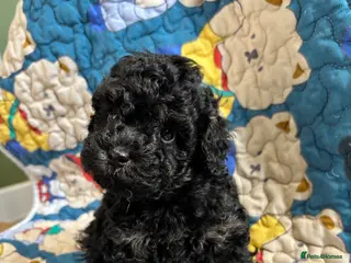 Cavapoo dogs 2 Outstanding tiny Cavapoo puppies - Advert 3