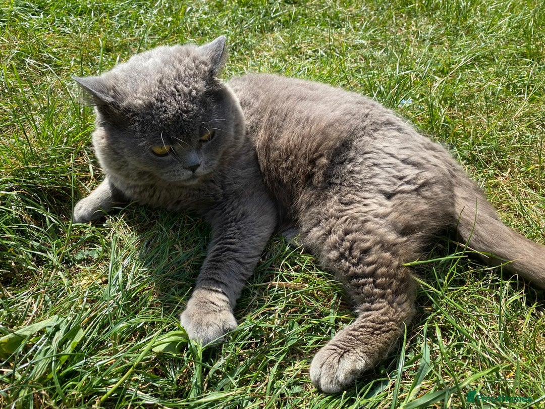 British Shorthair cats for sale: British blue short hair  - Image 3