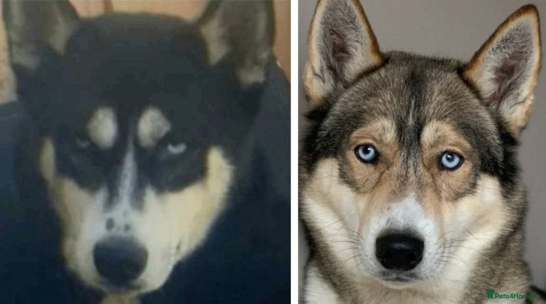 Siberian Husky dogs for sale:  Beautiful Siberian Husky Agouti Puppies ❤️ - Advert 2