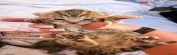 Mixed Breed cats for sale: Tabby/bengal kittens  - Advert 8