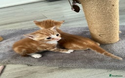 Domestic Shorthair cats for sale: Kittens for sale  - Image 5
