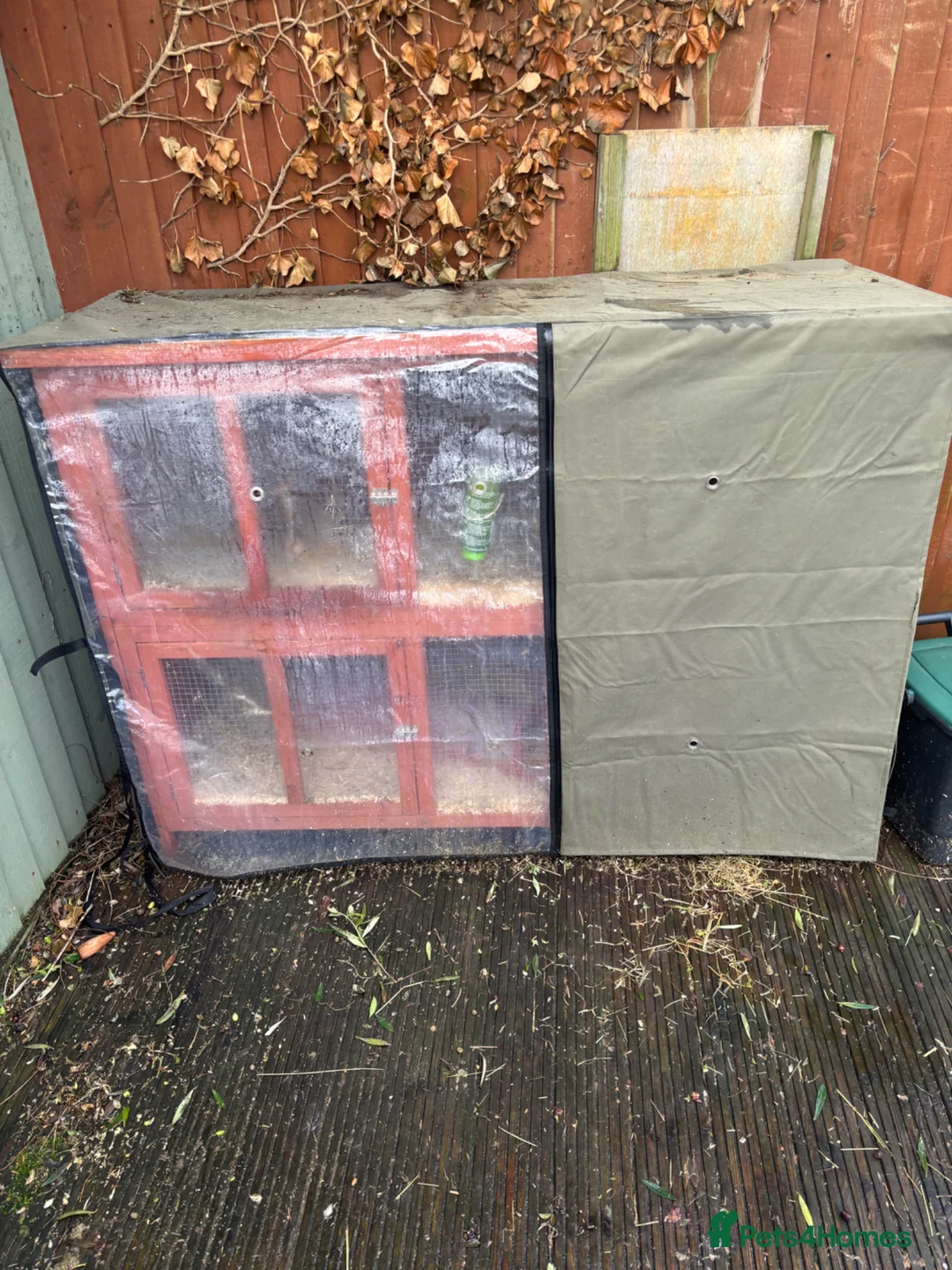 Guinea Pig rodents for sale: 2x female guinea pigs  in Lancing - Advert 3