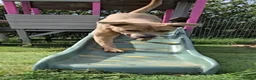 Mixed Breed dogs for sale: Ace The loveable Staffador - Advert 5