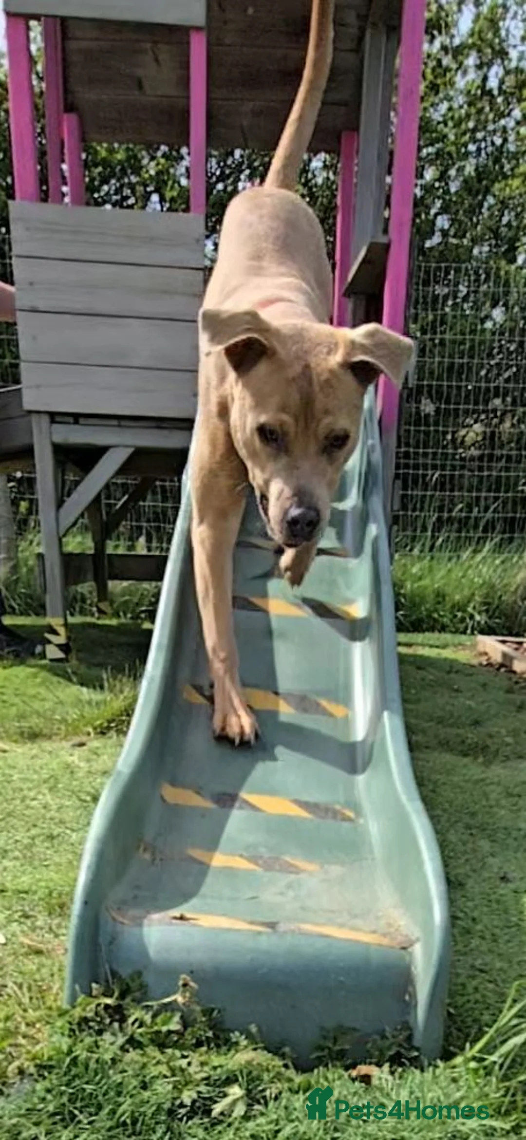 Mixed Breed dogs for sale: Ace The loveable Staffador - Advert 5