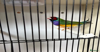 Finches birds - Advert 1