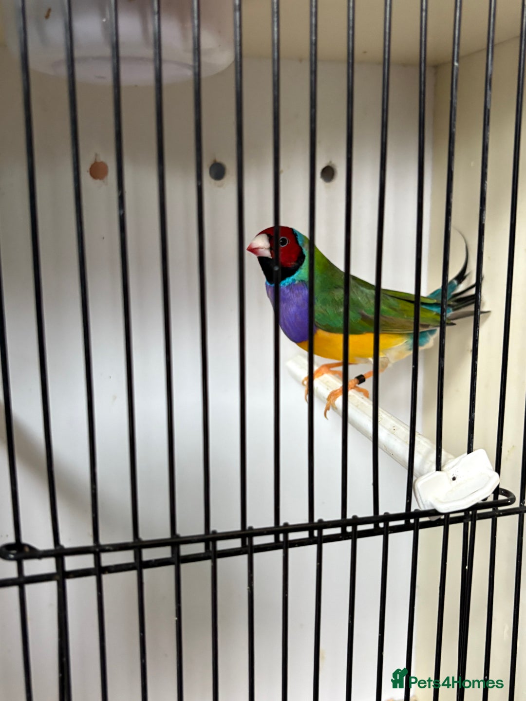 Finches birds for sale: Stunning Gouldian pairs  - Image 3