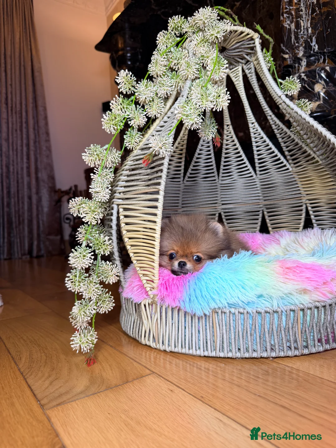 Pomeranian dogs for sale: Orange teddy bear type Pomeranian boy and girl - Advert 15