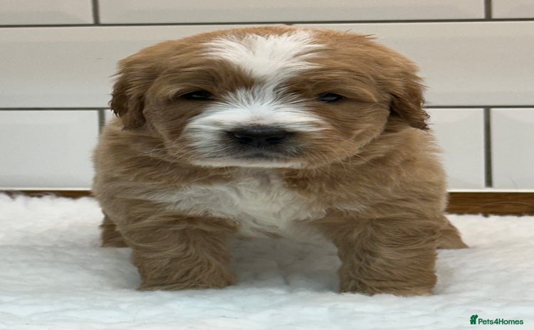 Double Doodle dogs - Advert 3