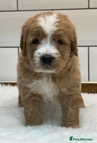 Double Doodle dogs - Advert 3